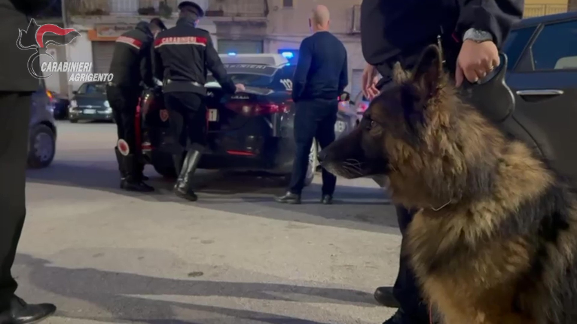 Agrigento, i cani antidroga Vero e Conan scoprono hashish e marjuana (Video)