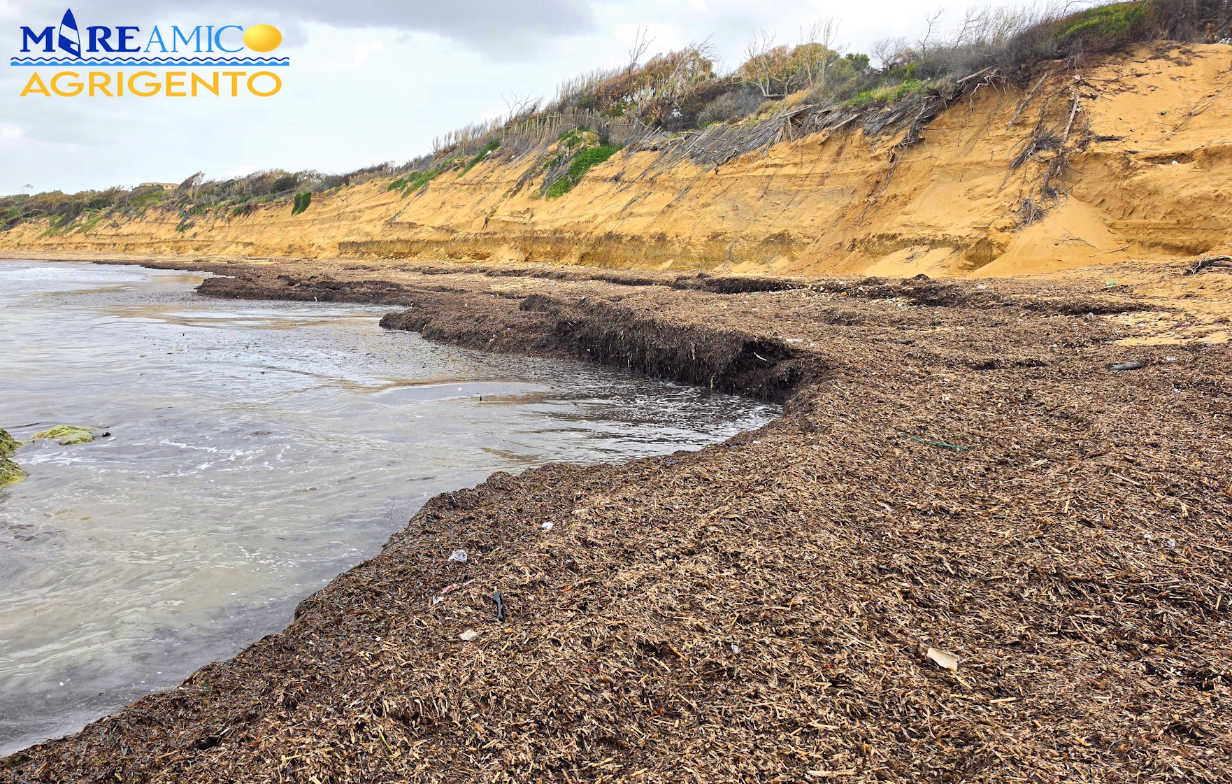 Agrigento, spiaggia di Maddalusa invasa da tonnellate di Posidonia. Denuncia di Mareamico (Video)