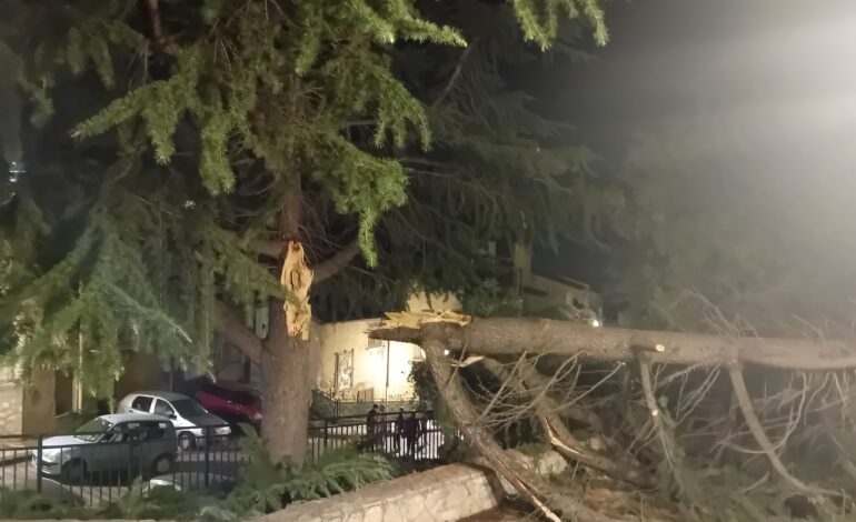 Canicattì, sfiorata la tragedia. Fulmine spezza albero secolare. Video e foto