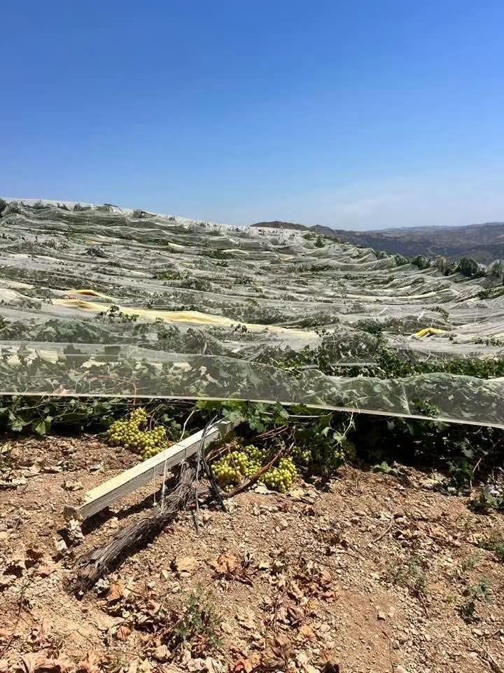 Ravanusa, nuovo danneggiamento di vigneto