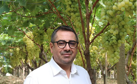 Canicattì, iniziata la vendemmia dell’Uva Italia. Produzione in aumento ma prezzi in calo
