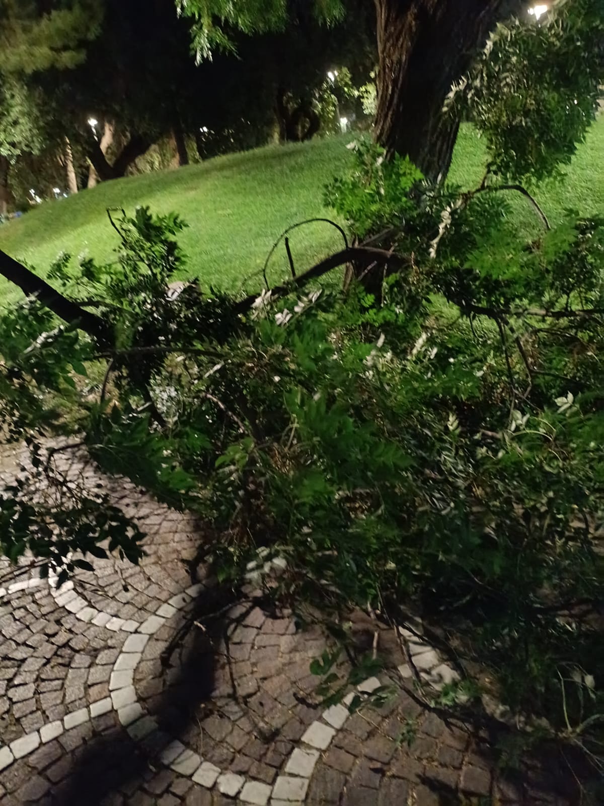 Canicattì, si spezza ramo. Paura alla villa comunale